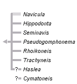 taxon links