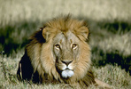 African lion