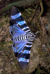 Snout moth