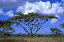 Acacia tortilis