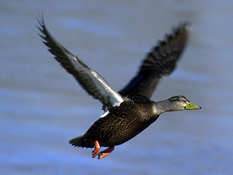 American Black Duck