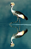 Crowned crane (Balearica pavonia), Tanzania