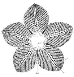 Villebrunaster thorali ventral side showing schematic of oral test