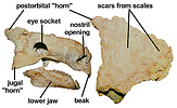 Skull of Tarchia