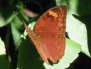 bebearia mardania butterfly