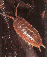 horned isopod