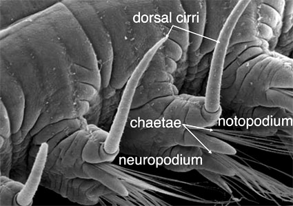 parapodia of an annelid