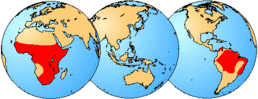 distribution of living members of the familiy Pipidae