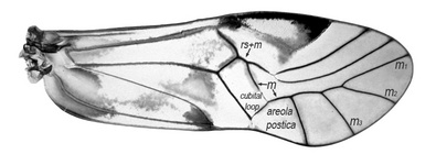 Forewing of Ptycta johnsoni. Cubital loop and areola postica joined to M is typical of the family Psocidae. The fusion of veins Rs+M distinguishes the genus Ptycta the sister genus Copostigma.