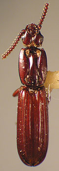 Rhyzodiastes (Rhyzoarca) montrouzieri