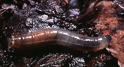 A crane fly larva